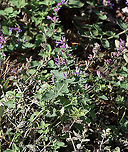 Nepeta sp. Does anyone know the species?<br />
<br />
Habitat: Overgrown garden<br />
https://www.jungledragon.com/image/118081/salvia_sp.html<br />
https://www.jungledragon.com/image/118083/salvia_sp.html<br />
https://www.jungledragon.com/image/118082/salvia_sp.html Fall,Geotagged,United States,salvia