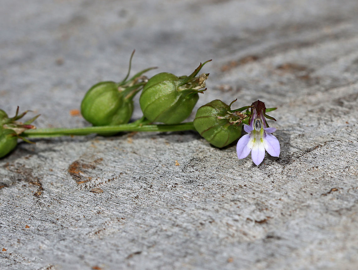 Indian Tobacco - Lobelia inflata Although, indian tobacco, aka puke weed, has been used medicinally, it's not a plant to be messed with. The root is toxic, and can be fatal, if ingested.  Plus, the plant has psychoactive properties, causes vomiting and diarrhea, and can cause convulsions, coma, and death.<br />
<br />
Habitat: Meadow<br />
<figure class="photo"><a href="https://www.jungledragon.com/image/118084/indian_tobacco_-_lobelia_inflata.html" title="Indian Tobacco - Lobelia inflata"><img src="https://s3.amazonaws.com/media.jungledragon.com/images/3232/118084_thumb.jpg?AWSAccessKeyId=05GMT0V3GWVNE7GGM1R2&Expires=1769040010&Signature=EovAeh9zj7dLzBpvqQQhhdRXwm8%3D" width="200" height="152" alt="Indian Tobacco - Lobelia inflata Although, indian tobacco, aka puke weed, has been used medicinally, it's not a plant to be messed with. The root is toxic, and can be fatal, if ingested.  Plus, the plant has psychoactive properties, causes vomiting and diarrhea, and can cause convulsions, coma, and death.<br />
<br />
Habitat: Meadow<br />
https://www.jungledragon.com/image/118084/indian_tobacco_-_lobelia_inflata.html<br />
https://www.jungledragon.com/image/118088/indian_tobacco_-_lobelia_inflata.html<br />
https://www.jungledragon.com/image/118087/indian_tobacco_-_lobelia_inflata.html<br />
https://www.jungledragon.com/image/118086/indian_tobacco_-_lobelia_inflata.html<br />
https://www.jungledragon.com/image/118085/indian_tobacco_-_lobelia_inflata.html Fall,Geotagged,Indian tobacco,Lobelia,Lobelia inflata,United States,puke weed" /></a></figure><br />
<figure class="photo"><a href="https://www.jungledragon.com/image/118088/indian_tobacco_-_lobelia_inflata.html" title="Indian Tobacco - Lobelia inflata"><img src="https://s3.amazonaws.com/media.jungledragon.com/images/3232/118088_thumb.jpg?AWSAccessKeyId=05GMT0V3GWVNE7GGM1R2&Expires=1769040010&Signature=G%2FLE%2Fg9U4pVfnhCI3g7Me4rKA%2Bg%3D" width="122" height="152" alt="Indian Tobacco - Lobelia inflata Although, indian tobacco, aka puke weed, has been used medicinally, it's not a plant to be messed with. The root is toxic, and can be fatal, if ingested. Plus, the plant has psychoactive properties, causes vomiting and diarrhea, and can cause convulsions, coma, and death.<br />
<br />
Habitat: Meadow<br />
https://www.jungledragon.com/image/118084/indian_tobacco_-_lobelia_inflata.html<br />
https://www.jungledragon.com/image/118088/indian_tobacco_-_lobelia_inflata.html<br />
https://www.jungledragon.com/image/118087/indian_tobacco_-_lobelia_inflata.html<br />
https://www.jungledragon.com/image/118086/indian_tobacco_-_lobelia_inflata.html<br />
https://www.jungledragon.com/image/118085/indian_tobacco_-_lobelia_inflata.html Fall,Geotagged,Indian tobacco,Lobelia inflata,United States" /></a></figure><br />
<figure class="photo"><a href="https://www.jungledragon.com/image/118087/indian_tobacco_-_lobelia_inflata.html" title="Indian Tobacco - Lobelia inflata"><img src="https://s3.amazonaws.com/media.jungledragon.com/images/3232/118087_thumb.jpg?AWSAccessKeyId=05GMT0V3GWVNE7GGM1R2&Expires=1769040010&Signature=5r4hdDgyU0ITAny4WRD9C%2BWoCNU%3D" width="200" height="158" alt="Indian Tobacco - Lobelia inflata Although, indian tobacco, aka puke weed, has been used medicinally, it's not a plant to be messed with. The root is toxic, and can be fatal, if ingested. Plus, the plant has psychoactive properties, causes vomiting and diarrhea, and can cause convulsions, coma, and death.<br />
<br />
Habitat: Meadow<br />
https://www.jungledragon.com/image/118084/indian_tobacco_-_lobelia_inflata.html<br />
https://www.jungledragon.com/image/118088/indian_tobacco_-_lobelia_inflata.html<br />
https://www.jungledragon.com/image/118087/indian_tobacco_-_lobelia_inflata.html<br />
https://www.jungledragon.com/image/118086/indian_tobacco_-_lobelia_inflata.html<br />
https://www.jungledragon.com/image/118085/indian_tobacco_-_lobelia_inflata.html Fall,Geotagged,Indian tobacco,Lobelia inflata,United States" /></a></figure><br />
<figure class="photo"><a href="https://www.jungledragon.com/image/118086/indian_tobacco_-_lobelia_inflata.html" title="Indian Tobacco - Lobelia inflata"><img src="https://s3.amazonaws.com/media.jungledragon.com/images/3232/118086_thumb.jpg?AWSAccessKeyId=05GMT0V3GWVNE7GGM1R2&Expires=1769040010&Signature=QSaqu2NqaconlplWQAslV5wT%2Bxo%3D" width="138" height="152" alt="Indian Tobacco - Lobelia inflata Although, indian tobacco, aka puke weed, has been used medicinally, it's not a plant to be messed with. The root is toxic, and can be fatal, if ingested. Plus, the plant has psychoactive properties, causes vomiting and diarrhea, and can cause convulsions, coma, and death.<br />
<br />
Habitat: Meadow<br />
https://www.jungledragon.com/image/118084/indian_tobacco_-_lobelia_inflata.html<br />
https://www.jungledragon.com/image/118088/indian_tobacco_-_lobelia_inflata.html<br />
https://www.jungledragon.com/image/118087/indian_tobacco_-_lobelia_inflata.html<br />
https://www.jungledragon.com/image/118086/indian_tobacco_-_lobelia_inflata.html<br />
https://www.jungledragon.com/image/118085/indian_tobacco_-_lobelia_inflata.html Fall,Geotagged,Indian tobacco,Lobelia inflata,United States" /></a></figure><br />
<figure class="photo"><a href="https://www.jungledragon.com/image/118085/indian_tobacco_-_lobelia_inflata.html" title="Indian Tobacco - Lobelia inflata"><img src="https://s3.amazonaws.com/media.jungledragon.com/images/3232/118085_thumb.jpg?AWSAccessKeyId=05GMT0V3GWVNE7GGM1R2&Expires=1769040010&Signature=wsAhUM%2B7yuLSR3D0O7WPXC85g5c%3D" width="132" height="152" alt="Indian Tobacco - Lobelia inflata Although, indian tobacco, aka puke weed, has been used medicinally, it's not a plant to be messed with. The root is toxic, and can be fatal, if ingested. Plus, the plant has psychoactive properties, causes vomiting and diarrhea, and can cause convulsions, coma, and death.<br />
<br />
Habitat: Meadow<br />
https://www.jungledragon.com/image/118084/indian_tobacco_-_lobelia_inflata.html<br />
https://www.jungledragon.com/image/118088/indian_tobacco_-_lobelia_inflata.html<br />
https://www.jungledragon.com/image/118087/indian_tobacco_-_lobelia_inflata.html<br />
https://www.jungledragon.com/image/118086/indian_tobacco_-_lobelia_inflata.html<br />
https://www.jungledragon.com/image/118085/indian_tobacco_-_lobelia_inflata.html Fall,Geotagged,Indian tobacco,Lobelia inflata,United States" /></a></figure> Fall,Geotagged,Indian tobacco,Lobelia,Lobelia inflata,United States,puke weed