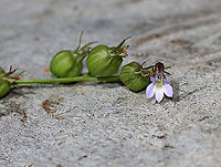 Indian Tobacco - Lobelia inflata Although, indian tobacco, aka puke weed, has been used medicinally, it's not a plant to be messed with. The root is toxic, and can be fatal, if ingested. Plus, the plant has psychoactive properties, causes vomiting and diarrhea, and can cause convulsions, coma, and death.<br />
<br />
Habitat: Meadow<br />
https://www.jungledragon.com/image/118084/indian_tobacco_-_lobelia_inflata.html<br />
https://www.jungledragon.com/image/118088/indian_tobacco_-_lobelia_inflata.html<br />
https://www.jungledragon.com/image/118087/indian_tobacco_-_lobelia_inflata.html<br />
https://www.jungledragon.com/image/118086/indian_tobacco_-_lobelia_inflata.html<br />
https://www.jungledragon.com/image/118085/indian_tobacco_-_lobelia_inflata.html Fall,Geotagged,Indian tobacco,Lobelia,Lobelia inflata,United States,puke weed