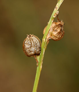 Indian Tobacco - Lobelia inflata Although, indian tobacco, aka puke weed, has been used medicinally, it's not a plant to be messed with. The root is toxic, and can be fatal, if ingested. Plus, the plant has psychoactive properties, causes vomiting and diarrhea, and can cause convulsions, coma, and death.

Habitat: Meadow
https://www.jungledragon.com/image/118084/indian_tobacco_-_lobelia_inflata.html
https://www.jungledragon.com/image/118088/indian_tobacco_-_lobelia_inflata.html
https://www.jungledragon.com/image/118087/indian_tobacco_-_lobelia_inflata.html
https://www.jungledragon.com/image/118086/indian_tobacco_-_lobelia_inflata.html
https://www.jungledragon.com/image/118085/indian_tobacco_-_lobelia_inflata.html Fall,Geotagged,Indian tobacco,Lobelia inflata,United States