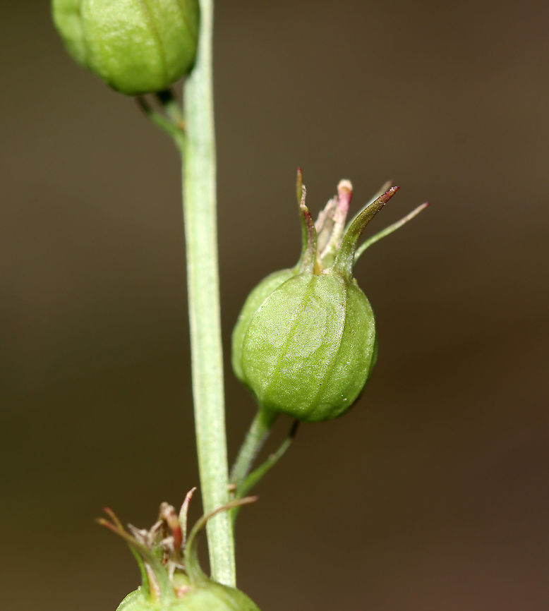 Indian Tobacco - Lobelia inflata Although, indian tobacco, aka puke weed, has been used medicinally, it's not a plant to be messed with. The root is toxic, and can be fatal, if ingested. Plus, the plant has psychoactive properties, causes vomiting and diarrhea, and can cause convulsions, coma, and death.<br />
<br />
Habitat: Meadow<br />
<figure class="photo"><a href="https://www.jungledragon.com/image/118084/indian_tobacco_-_lobelia_inflata.html" title="Indian Tobacco - Lobelia inflata"><img src="https://s3.amazonaws.com/media.jungledragon.com/images/3232/118084_thumb.jpg?AWSAccessKeyId=05GMT0V3GWVNE7GGM1R2&Expires=1769040010&Signature=EovAeh9zj7dLzBpvqQQhhdRXwm8%3D" width="200" height="152" alt="Indian Tobacco - Lobelia inflata Although, indian tobacco, aka puke weed, has been used medicinally, it's not a plant to be messed with. The root is toxic, and can be fatal, if ingested.  Plus, the plant has psychoactive properties, causes vomiting and diarrhea, and can cause convulsions, coma, and death.<br />
<br />
Habitat: Meadow<br />
https://www.jungledragon.com/image/118084/indian_tobacco_-_lobelia_inflata.html<br />
https://www.jungledragon.com/image/118088/indian_tobacco_-_lobelia_inflata.html<br />
https://www.jungledragon.com/image/118087/indian_tobacco_-_lobelia_inflata.html<br />
https://www.jungledragon.com/image/118086/indian_tobacco_-_lobelia_inflata.html<br />
https://www.jungledragon.com/image/118085/indian_tobacco_-_lobelia_inflata.html Fall,Geotagged,Indian tobacco,Lobelia,Lobelia inflata,United States,puke weed" /></a></figure><br />
<figure class="photo"><a href="https://www.jungledragon.com/image/118088/indian_tobacco_-_lobelia_inflata.html" title="Indian Tobacco - Lobelia inflata"><img src="https://s3.amazonaws.com/media.jungledragon.com/images/3232/118088_thumb.jpg?AWSAccessKeyId=05GMT0V3GWVNE7GGM1R2&Expires=1769040010&Signature=G%2FLE%2Fg9U4pVfnhCI3g7Me4rKA%2Bg%3D" width="122" height="152" alt="Indian Tobacco - Lobelia inflata Although, indian tobacco, aka puke weed, has been used medicinally, it's not a plant to be messed with. The root is toxic, and can be fatal, if ingested. Plus, the plant has psychoactive properties, causes vomiting and diarrhea, and can cause convulsions, coma, and death.<br />
<br />
Habitat: Meadow<br />
https://www.jungledragon.com/image/118084/indian_tobacco_-_lobelia_inflata.html<br />
https://www.jungledragon.com/image/118088/indian_tobacco_-_lobelia_inflata.html<br />
https://www.jungledragon.com/image/118087/indian_tobacco_-_lobelia_inflata.html<br />
https://www.jungledragon.com/image/118086/indian_tobacco_-_lobelia_inflata.html<br />
https://www.jungledragon.com/image/118085/indian_tobacco_-_lobelia_inflata.html Fall,Geotagged,Indian tobacco,Lobelia inflata,United States" /></a></figure><br />
<figure class="photo"><a href="https://www.jungledragon.com/image/118087/indian_tobacco_-_lobelia_inflata.html" title="Indian Tobacco - Lobelia inflata"><img src="https://s3.amazonaws.com/media.jungledragon.com/images/3232/118087_thumb.jpg?AWSAccessKeyId=05GMT0V3GWVNE7GGM1R2&Expires=1769040010&Signature=5r4hdDgyU0ITAny4WRD9C%2BWoCNU%3D" width="200" height="158" alt="Indian Tobacco - Lobelia inflata Although, indian tobacco, aka puke weed, has been used medicinally, it's not a plant to be messed with. The root is toxic, and can be fatal, if ingested. Plus, the plant has psychoactive properties, causes vomiting and diarrhea, and can cause convulsions, coma, and death.<br />
<br />
Habitat: Meadow<br />
https://www.jungledragon.com/image/118084/indian_tobacco_-_lobelia_inflata.html<br />
https://www.jungledragon.com/image/118088/indian_tobacco_-_lobelia_inflata.html<br />
https://www.jungledragon.com/image/118087/indian_tobacco_-_lobelia_inflata.html<br />
https://www.jungledragon.com/image/118086/indian_tobacco_-_lobelia_inflata.html<br />
https://www.jungledragon.com/image/118085/indian_tobacco_-_lobelia_inflata.html Fall,Geotagged,Indian tobacco,Lobelia inflata,United States" /></a></figure><br />
<figure class="photo"><a href="https://www.jungledragon.com/image/118086/indian_tobacco_-_lobelia_inflata.html" title="Indian Tobacco - Lobelia inflata"><img src="https://s3.amazonaws.com/media.jungledragon.com/images/3232/118086_thumb.jpg?AWSAccessKeyId=05GMT0V3GWVNE7GGM1R2&Expires=1769040010&Signature=QSaqu2NqaconlplWQAslV5wT%2Bxo%3D" width="138" height="152" alt="Indian Tobacco - Lobelia inflata Although, indian tobacco, aka puke weed, has been used medicinally, it's not a plant to be messed with. The root is toxic, and can be fatal, if ingested. Plus, the plant has psychoactive properties, causes vomiting and diarrhea, and can cause convulsions, coma, and death.<br />
<br />
Habitat: Meadow<br />
https://www.jungledragon.com/image/118084/indian_tobacco_-_lobelia_inflata.html<br />
https://www.jungledragon.com/image/118088/indian_tobacco_-_lobelia_inflata.html<br />
https://www.jungledragon.com/image/118087/indian_tobacco_-_lobelia_inflata.html<br />
https://www.jungledragon.com/image/118086/indian_tobacco_-_lobelia_inflata.html<br />
https://www.jungledragon.com/image/118085/indian_tobacco_-_lobelia_inflata.html Fall,Geotagged,Indian tobacco,Lobelia inflata,United States" /></a></figure><br />
<figure class="photo"><a href="https://www.jungledragon.com/image/118085/indian_tobacco_-_lobelia_inflata.html" title="Indian Tobacco - Lobelia inflata"><img src="https://s3.amazonaws.com/media.jungledragon.com/images/3232/118085_thumb.jpg?AWSAccessKeyId=05GMT0V3GWVNE7GGM1R2&Expires=1769040010&Signature=wsAhUM%2B7yuLSR3D0O7WPXC85g5c%3D" width="132" height="152" alt="Indian Tobacco - Lobelia inflata Although, indian tobacco, aka puke weed, has been used medicinally, it's not a plant to be messed with. The root is toxic, and can be fatal, if ingested. Plus, the plant has psychoactive properties, causes vomiting and diarrhea, and can cause convulsions, coma, and death.<br />
<br />
Habitat: Meadow<br />
https://www.jungledragon.com/image/118084/indian_tobacco_-_lobelia_inflata.html<br />
https://www.jungledragon.com/image/118088/indian_tobacco_-_lobelia_inflata.html<br />
https://www.jungledragon.com/image/118087/indian_tobacco_-_lobelia_inflata.html<br />
https://www.jungledragon.com/image/118086/indian_tobacco_-_lobelia_inflata.html<br />
https://www.jungledragon.com/image/118085/indian_tobacco_-_lobelia_inflata.html Fall,Geotagged,Indian tobacco,Lobelia inflata,United States" /></a></figure> Fall,Geotagged,Indian tobacco,Lobelia inflata,United States
