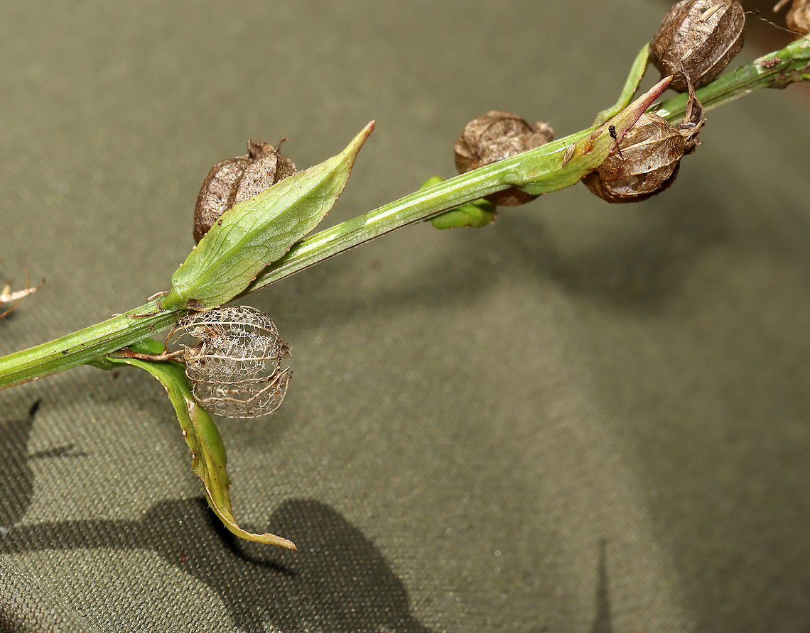 Indian Tobacco - Lobelia inflata Although, indian tobacco, aka puke weed, has been used medicinally, it's not a plant to be messed with. The root is toxic, and can be fatal, if ingested. Plus, the plant has psychoactive properties, causes vomiting and diarrhea, and can cause convulsions, coma, and death.<br />
<br />
Habitat: Meadow<br />
<figure class="photo"><a href="https://www.jungledragon.com/image/118084/indian_tobacco_-_lobelia_inflata.html" title="Indian Tobacco - Lobelia inflata"><img src="https://s3.amazonaws.com/media.jungledragon.com/images/3232/118084_thumb.jpg?AWSAccessKeyId=05GMT0V3GWVNE7GGM1R2&Expires=1769040010&Signature=EovAeh9zj7dLzBpvqQQhhdRXwm8%3D" width="200" height="152" alt="Indian Tobacco - Lobelia inflata Although, indian tobacco, aka puke weed, has been used medicinally, it's not a plant to be messed with. The root is toxic, and can be fatal, if ingested.  Plus, the plant has psychoactive properties, causes vomiting and diarrhea, and can cause convulsions, coma, and death.<br />
<br />
Habitat: Meadow<br />
https://www.jungledragon.com/image/118084/indian_tobacco_-_lobelia_inflata.html<br />
https://www.jungledragon.com/image/118088/indian_tobacco_-_lobelia_inflata.html<br />
https://www.jungledragon.com/image/118087/indian_tobacco_-_lobelia_inflata.html<br />
https://www.jungledragon.com/image/118086/indian_tobacco_-_lobelia_inflata.html<br />
https://www.jungledragon.com/image/118085/indian_tobacco_-_lobelia_inflata.html Fall,Geotagged,Indian tobacco,Lobelia,Lobelia inflata,United States,puke weed" /></a></figure><br />
<figure class="photo"><a href="https://www.jungledragon.com/image/118088/indian_tobacco_-_lobelia_inflata.html" title="Indian Tobacco - Lobelia inflata"><img src="https://s3.amazonaws.com/media.jungledragon.com/images/3232/118088_thumb.jpg?AWSAccessKeyId=05GMT0V3GWVNE7GGM1R2&Expires=1769040010&Signature=G%2FLE%2Fg9U4pVfnhCI3g7Me4rKA%2Bg%3D" width="122" height="152" alt="Indian Tobacco - Lobelia inflata Although, indian tobacco, aka puke weed, has been used medicinally, it's not a plant to be messed with. The root is toxic, and can be fatal, if ingested. Plus, the plant has psychoactive properties, causes vomiting and diarrhea, and can cause convulsions, coma, and death.<br />
<br />
Habitat: Meadow<br />
https://www.jungledragon.com/image/118084/indian_tobacco_-_lobelia_inflata.html<br />
https://www.jungledragon.com/image/118088/indian_tobacco_-_lobelia_inflata.html<br />
https://www.jungledragon.com/image/118087/indian_tobacco_-_lobelia_inflata.html<br />
https://www.jungledragon.com/image/118086/indian_tobacco_-_lobelia_inflata.html<br />
https://www.jungledragon.com/image/118085/indian_tobacco_-_lobelia_inflata.html Fall,Geotagged,Indian tobacco,Lobelia inflata,United States" /></a></figure><br />
<figure class="photo"><a href="https://www.jungledragon.com/image/118087/indian_tobacco_-_lobelia_inflata.html" title="Indian Tobacco - Lobelia inflata"><img src="https://s3.amazonaws.com/media.jungledragon.com/images/3232/118087_thumb.jpg?AWSAccessKeyId=05GMT0V3GWVNE7GGM1R2&Expires=1769040010&Signature=5r4hdDgyU0ITAny4WRD9C%2BWoCNU%3D" width="200" height="158" alt="Indian Tobacco - Lobelia inflata Although, indian tobacco, aka puke weed, has been used medicinally, it's not a plant to be messed with. The root is toxic, and can be fatal, if ingested. Plus, the plant has psychoactive properties, causes vomiting and diarrhea, and can cause convulsions, coma, and death.<br />
<br />
Habitat: Meadow<br />
https://www.jungledragon.com/image/118084/indian_tobacco_-_lobelia_inflata.html<br />
https://www.jungledragon.com/image/118088/indian_tobacco_-_lobelia_inflata.html<br />
https://www.jungledragon.com/image/118087/indian_tobacco_-_lobelia_inflata.html<br />
https://www.jungledragon.com/image/118086/indian_tobacco_-_lobelia_inflata.html<br />
https://www.jungledragon.com/image/118085/indian_tobacco_-_lobelia_inflata.html Fall,Geotagged,Indian tobacco,Lobelia inflata,United States" /></a></figure><br />
<figure class="photo"><a href="https://www.jungledragon.com/image/118086/indian_tobacco_-_lobelia_inflata.html" title="Indian Tobacco - Lobelia inflata"><img src="https://s3.amazonaws.com/media.jungledragon.com/images/3232/118086_thumb.jpg?AWSAccessKeyId=05GMT0V3GWVNE7GGM1R2&Expires=1769040010&Signature=QSaqu2NqaconlplWQAslV5wT%2Bxo%3D" width="138" height="152" alt="Indian Tobacco - Lobelia inflata Although, indian tobacco, aka puke weed, has been used medicinally, it's not a plant to be messed with. The root is toxic, and can be fatal, if ingested. Plus, the plant has psychoactive properties, causes vomiting and diarrhea, and can cause convulsions, coma, and death.<br />
<br />
Habitat: Meadow<br />
https://www.jungledragon.com/image/118084/indian_tobacco_-_lobelia_inflata.html<br />
https://www.jungledragon.com/image/118088/indian_tobacco_-_lobelia_inflata.html<br />
https://www.jungledragon.com/image/118087/indian_tobacco_-_lobelia_inflata.html<br />
https://www.jungledragon.com/image/118086/indian_tobacco_-_lobelia_inflata.html<br />
https://www.jungledragon.com/image/118085/indian_tobacco_-_lobelia_inflata.html Fall,Geotagged,Indian tobacco,Lobelia inflata,United States" /></a></figure><br />
<figure class="photo"><a href="https://www.jungledragon.com/image/118085/indian_tobacco_-_lobelia_inflata.html" title="Indian Tobacco - Lobelia inflata"><img src="https://s3.amazonaws.com/media.jungledragon.com/images/3232/118085_thumb.jpg?AWSAccessKeyId=05GMT0V3GWVNE7GGM1R2&Expires=1769040010&Signature=wsAhUM%2B7yuLSR3D0O7WPXC85g5c%3D" width="132" height="152" alt="Indian Tobacco - Lobelia inflata Although, indian tobacco, aka puke weed, has been used medicinally, it's not a plant to be messed with. The root is toxic, and can be fatal, if ingested. Plus, the plant has psychoactive properties, causes vomiting and diarrhea, and can cause convulsions, coma, and death.<br />
<br />
Habitat: Meadow<br />
https://www.jungledragon.com/image/118084/indian_tobacco_-_lobelia_inflata.html<br />
https://www.jungledragon.com/image/118088/indian_tobacco_-_lobelia_inflata.html<br />
https://www.jungledragon.com/image/118087/indian_tobacco_-_lobelia_inflata.html<br />
https://www.jungledragon.com/image/118086/indian_tobacco_-_lobelia_inflata.html<br />
https://www.jungledragon.com/image/118085/indian_tobacco_-_lobelia_inflata.html Fall,Geotagged,Indian tobacco,Lobelia inflata,United States" /></a></figure> Fall,Geotagged,Indian tobacco,Lobelia inflata,United States