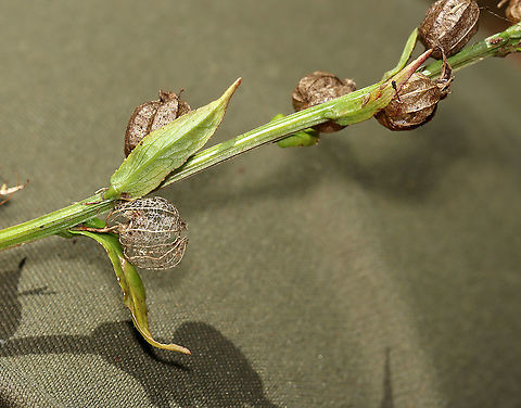 Indian Tobacco - Lobelia inflata Although, indian tobacco, aka puke weed, has been used medicinally, it's not a plant to be messed with. The root is toxic, and can be fatal, if ingested. Plus, the plant has psychoactive properties, causes vomiting and diarrhea, and can cause convulsions, coma, and death.

Habitat: Meadow
https://www.jungledragon.com/image/118084/indian_tobacco_-_lobelia_inflata.html
https://www.jungledragon.com/image/118088/indian_tobacco_-_lobelia_inflata.html
https://www.jungledragon.com/image/118087/indian_tobacco_-_lobelia_inflata.html
https://www.jungledragon.com/image/118086/indian_tobacco_-_lobelia_inflata.html
https://www.jungledragon.com/image/118085/indian_tobacco_-_lobelia_inflata.html Fall,Geotagged,Indian tobacco,Lobelia inflata,United States