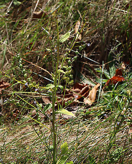 Indian Tobacco - Lobelia inflata Although, indian tobacco, aka puke weed, has been used medicinally, it's not a plant to be messed with. The root is toxic, and can be fatal, if ingested. Plus, the plant has psychoactive properties, causes vomiting and diarrhea, and can cause convulsions, coma, and death.

Habitat: Meadow
https://www.jungledragon.com/image/118084/indian_tobacco_-_lobelia_inflata.html
https://www.jungledragon.com/image/118088/indian_tobacco_-_lobelia_inflata.html
https://www.jungledragon.com/image/118087/indian_tobacco_-_lobelia_inflata.html
https://www.jungledragon.com/image/118086/indian_tobacco_-_lobelia_inflata.html
https://www.jungledragon.com/image/118085/indian_tobacco_-_lobelia_inflata.html Fall,Geotagged,Indian tobacco,Lobelia inflata,United States
