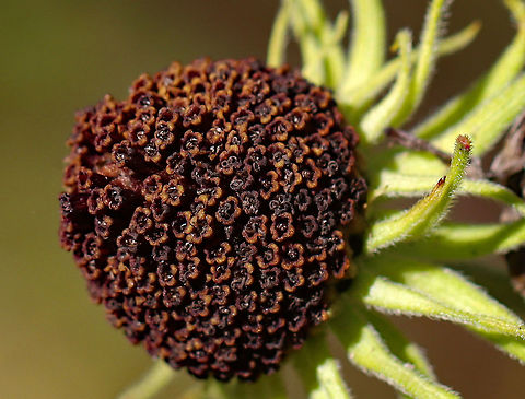 Coneflower - Rudbeckia sp. Habitat: Meadow
https://www.jungledragon.com/image/118090/coneflower_-_rudbeckia_sp.html Fall,Geotagged,Rudbeckia,United States,coneflower
