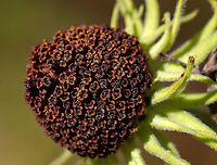 Coneflower - Rudbeckia sp. Habitat: Meadow<br />
https://www.jungledragon.com/image/118090/coneflower_-_rudbeckia_sp.html Fall,Geotagged,Rudbeckia,United States,coneflower