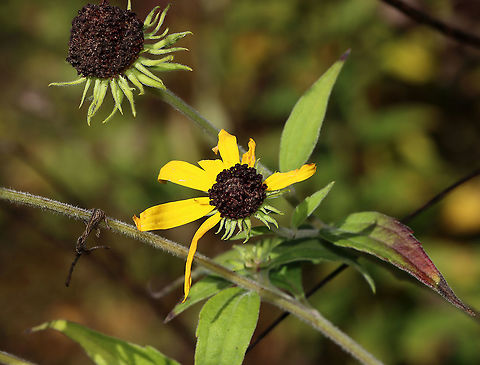 Coneflower - Rudbeckia sp. Habitat: Meadow
https://www.jungledragon.com/image/118089/coneflower_-_rudbeckia_sp.html Fall,Geotagged,United States
