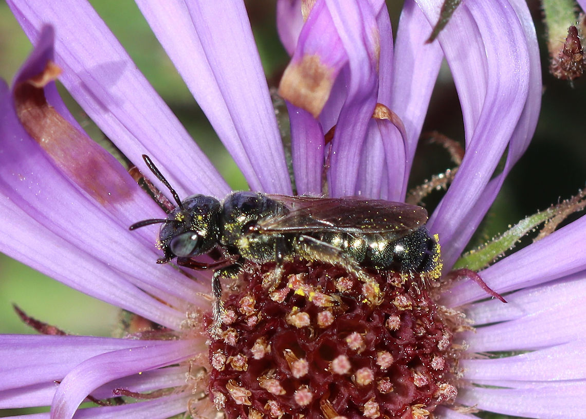 Nimble Ceratina - Ceratina strenua *Tentative ID<br />
<br />
Habitat: Overgrown garden Apidae,Ceratina,Ceratina strenua,Fall,Geotagged,Nimble Ceratina,United States,Zadontomerus,bee,carpenter bee