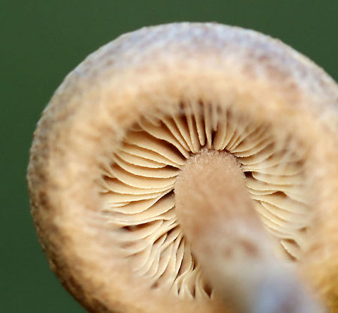 Mushroom - Agaricales, Inocybe sp. Habitat: Growing on the ground, in a grassy area, next to a mixed forest.
https://www.jungledragon.com/image/118092/mushroom_-_agaricales.html
https://www.jungledragon.com/image/118096/mushroom_-_agaricales.html
https://www.jungledragon.com/image/118095/mushroom_-_agaricales.html
https://www.jungledragon.com/image/118094/mushroom_-_agaricales.html
https://www.jungledragon.com/image/118093/mushroom_-_agaricales.html Agaricales,Fall,Geotagged,United States,fungus,mushroom