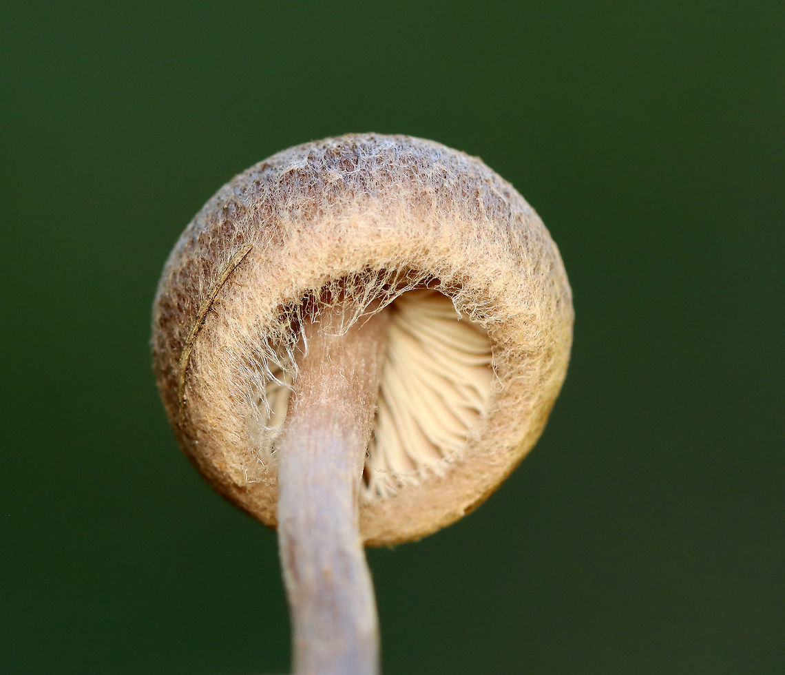 Mushroom - Agaricales, Inocybe sp. Habitat: Growing on the ground, in a grassy area, next to a mixed forest.<br />
<figure class="photo"><a href="https://www.jungledragon.com/image/118092/mushroom_-_agaricales_inocybe_sp.html" title="Mushroom - Agaricales, Inocybe sp."><img src="https://s3.amazonaws.com/media.jungledragon.com/images/3232/118092_thumb.jpg?AWSAccessKeyId=05GMT0V3GWVNE7GGM1R2&Expires=1769040010&Signature=9eFrwe6hcc4xFnQdlW327dL5bT0%3D" width="200" height="186" alt="Mushroom - Agaricales, Inocybe sp. Habitat: Growing on the ground, in a grassy area, next to a mixed forest.<br />
https://www.jungledragon.com/image/118092/mushroom_-_agaricales.html<br />
https://www.jungledragon.com/image/118096/mushroom_-_agaricales.html<br />
https://www.jungledragon.com/image/118095/mushroom_-_agaricales.html<br />
https://www.jungledragon.com/image/118094/mushroom_-_agaricales.html<br />
https://www.jungledragon.com/image/118093/mushroom_-_agaricales.html Agaricales,Fall,Geotagged,United States,fungus,mushroom" /></a></figure><br />
<figure class="photo"><a href="https://www.jungledragon.com/image/118096/mushroom_-_agaricales_inocybe_sp.html" title="Mushroom - Agaricales, Inocybe sp."><img src="https://s3.amazonaws.com/media.jungledragon.com/images/3232/118096_thumb.jpg?AWSAccessKeyId=05GMT0V3GWVNE7GGM1R2&Expires=1769040010&Signature=ZQjpGP10%2FtJeQaKo3UCe8WgKOrE%3D" width="200" height="150" alt="Mushroom - Agaricales, Inocybe sp. Habitat: Growing on the ground, in a grassy area, next to a mixed forest.<br />
https://www.jungledragon.com/image/118092/mushroom_-_agaricales.html<br />
https://www.jungledragon.com/image/118096/mushroom_-_agaricales.html<br />
https://www.jungledragon.com/image/118095/mushroom_-_agaricales.html<br />
https://www.jungledragon.com/image/118094/mushroom_-_agaricales.html<br />
https://www.jungledragon.com/image/118093/mushroom_-_agaricales.html Fall,Geotagged,United States" /></a></figure><br />
<figure class="photo"><a href="https://www.jungledragon.com/image/118095/mushroom_-_agaricales_inocybe_sp.html" title="Mushroom - Agaricales, Inocybe sp."><img src="https://s3.amazonaws.com/media.jungledragon.com/images/3232/118095_thumb.jpg?AWSAccessKeyId=05GMT0V3GWVNE7GGM1R2&Expires=1769040010&Signature=J19tl1HDFUaSQv8iHMVQbbN4mh8%3D" width="130" height="152" alt="Mushroom - Agaricales, Inocybe sp. Habitat: Growing on the ground, in a grassy area, next to a mixed forest.<br />
https://www.jungledragon.com/image/118092/mushroom_-_agaricales.html<br />
https://www.jungledragon.com/image/118096/mushroom_-_agaricales.html<br />
https://www.jungledragon.com/image/118095/mushroom_-_agaricales.html<br />
https://www.jungledragon.com/image/118094/mushroom_-_agaricales.html<br />
https://www.jungledragon.com/image/118093/mushroom_-_agaricales.html Fall,Fungus,Geotagged,Inocybe,United States,mushroom" /></a></figure><br />
<figure class="photo"><a href="https://www.jungledragon.com/image/118094/mushroom_-_agaricales_inocybe_sp.html" title="Mushroom - Agaricales, Inocybe sp."><img src="https://s3.amazonaws.com/media.jungledragon.com/images/3232/118094_thumb.jpg?AWSAccessKeyId=05GMT0V3GWVNE7GGM1R2&Expires=1769040010&Signature=mwGd96n11g1HAJCtxa8NCN70rgI%3D" width="146" height="152" alt="Mushroom - Agaricales, Inocybe sp. Habitat: Growing on the ground, in a grassy area, next to a mixed forest.<br />
https://www.jungledragon.com/image/118092/mushroom_-_agaricales.html<br />
https://www.jungledragon.com/image/118096/mushroom_-_agaricales.html<br />
https://www.jungledragon.com/image/118095/mushroom_-_agaricales.html<br />
https://www.jungledragon.com/image/118094/mushroom_-_agaricales.html<br />
https://www.jungledragon.com/image/118093/mushroom_-_agaricales.html Fall,Geotagged,United States" /></a></figure><br />
<figure class="photo"><a href="https://www.jungledragon.com/image/118093/mushroom_-_agaricales_inocybe_sp.html" title="Mushroom - Agaricales, Inocybe sp."><img src="https://s3.amazonaws.com/media.jungledragon.com/images/3232/118093_thumb.jpg?AWSAccessKeyId=05GMT0V3GWVNE7GGM1R2&Expires=1769040010&Signature=XLSK4IZ8eBdHH2a%2FtolWqB9juNM%3D" width="200" height="172" alt="Mushroom - Agaricales, Inocybe sp. Habitat: Growing on the ground, in a grassy area, next to a mixed forest.<br />
https://www.jungledragon.com/image/118092/mushroom_-_agaricales.html<br />
https://www.jungledragon.com/image/118096/mushroom_-_agaricales.html<br />
https://www.jungledragon.com/image/118095/mushroom_-_agaricales.html<br />
https://www.jungledragon.com/image/118094/mushroom_-_agaricales.html<br />
https://www.jungledragon.com/image/118093/mushroom_-_agaricales.html Fall,Geotagged,United States" /></a></figure> Fall,Geotagged,United States