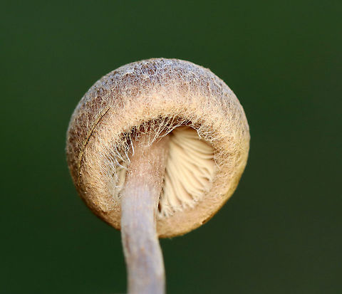 Mushroom - Agaricales, Inocybe sp. Habitat: Growing on the ground, in a grassy area, next to a mixed forest.
https://www.jungledragon.com/image/118092/mushroom_-_agaricales.html
https://www.jungledragon.com/image/118096/mushroom_-_agaricales.html
https://www.jungledragon.com/image/118095/mushroom_-_agaricales.html
https://www.jungledragon.com/image/118094/mushroom_-_agaricales.html
https://www.jungledragon.com/image/118093/mushroom_-_agaricales.html Fall,Geotagged,United States