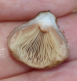 Mushroom - Agaricales, Inocybe sp. Habitat: Growing on the ground, in a grassy area, next to a mixed forest.
https://www.jungledragon.com/image/118092/mushroom_-_agaricales.html
https://www.jungledragon.com/image/118096/mushroom_-_agaricales.html
https://www.jungledragon.com/image/118095/mushroom_-_agaricales.html
https://www.jungledragon.com/image/118094/mushroom_-_agaricales.html
https://www.jungledragon.com/image/118093/mushroom_-_agaricales.html Fall,Geotagged,United States