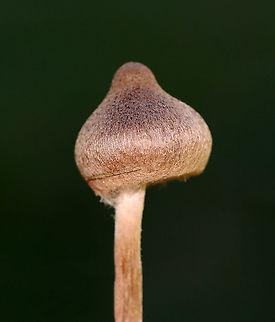 Mushroom - Agaricales, Inocybe sp. Habitat: Growing on the ground, in a grassy area, next to a mixed forest.
https://www.jungledragon.com/image/118092/mushroom_-_agaricales.html
https://www.jungledragon.com/image/118096/mushroom_-_agaricales.html
https://www.jungledragon.com/image/118095/mushroom_-_agaricales.html
https://www.jungledragon.com/image/118094/mushroom_-_agaricales.html
https://www.jungledragon.com/image/118093/mushroom_-_agaricales.html Fall,Fungus,Geotagged,Inocybe,United States,mushroom