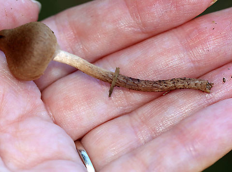 Mushroom - Agaricales, Inocybe sp. Habitat: Growing on the ground, in a grassy area, next to a mixed forest.
https://www.jungledragon.com/image/118092/mushroom_-_agaricales.html
https://www.jungledragon.com/image/118096/mushroom_-_agaricales.html
https://www.jungledragon.com/image/118095/mushroom_-_agaricales.html
https://www.jungledragon.com/image/118094/mushroom_-_agaricales.html
https://www.jungledragon.com/image/118093/mushroom_-_agaricales.html Fall,Geotagged,United States