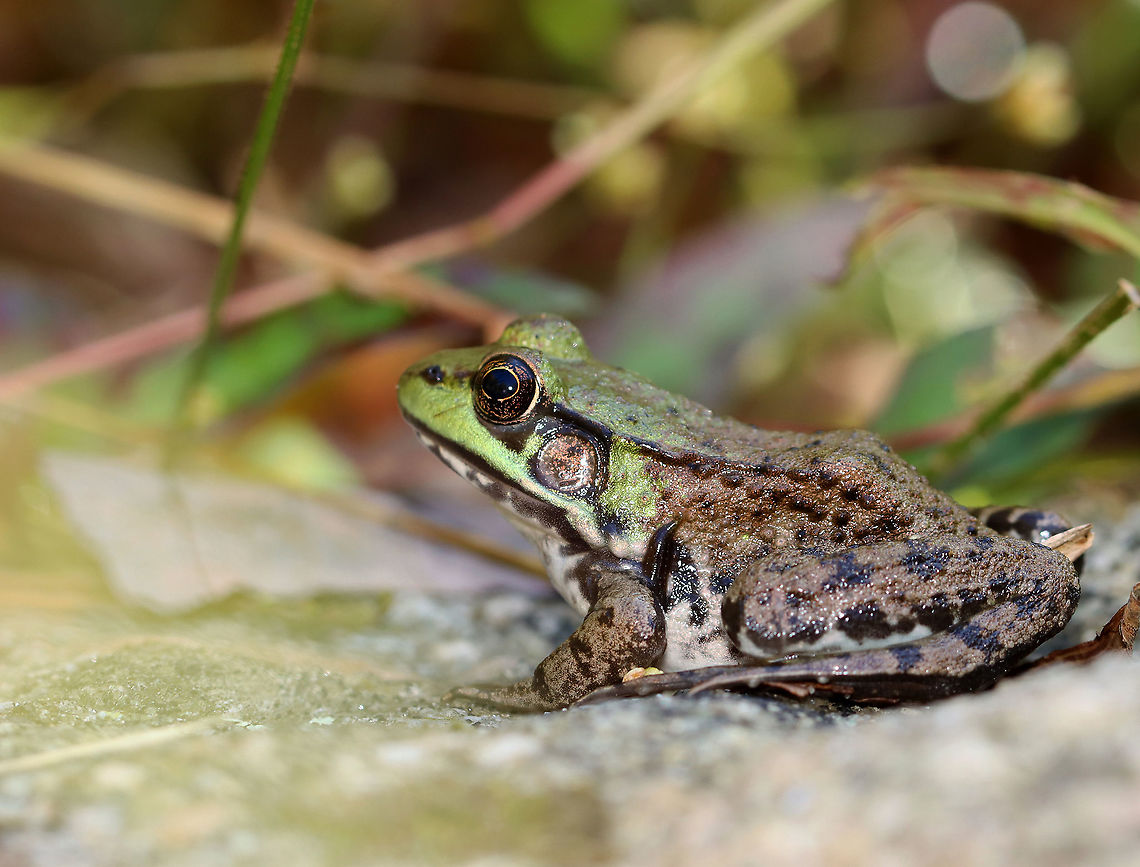Green Frog - Lithobates clamitans *Note the leech on the frog<br />
<br />
Habitat: Pondside<br />
<figure class="photo"><a href="https://www.jungledragon.com/image/118098/green_frog_-_lithobates_clamitans.html" title="Green Frog - Lithobates clamitans"><img src="https://s3.amazonaws.com/media.jungledragon.com/images/3232/118098_thumb.jpg?AWSAccessKeyId=05GMT0V3GWVNE7GGM1R2&Expires=1769040010&Signature=TyqvqcaikKEeYec3EK5o%2FzB8ul4%3D" width="200" height="150" alt="Green Frog - Lithobates clamitans I caught it to remove the leech seen in the photo below.<br />
<br />
Habitat: Pondside<br />
https://www.jungledragon.com/image/118097/green_frog_-_lithobates_clamitans.html Fall,Geotagged,Green frog,Lithobates clamitans,United States" /></a></figure> Fall,Geotagged,Green frog,Lithobates,Lithobates clamitans,United States,frog