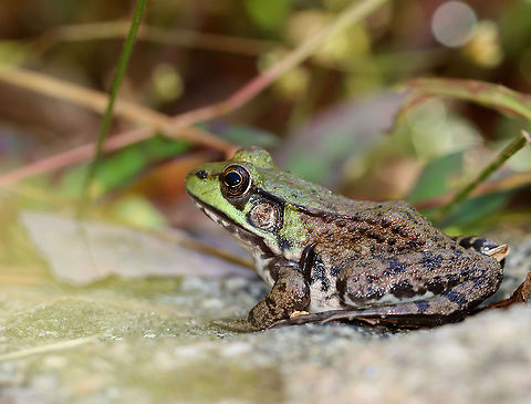 Green Frog - Lithobates clamitans *Note the leech on the frog

Habitat: Pondside
https://www.jungledragon.com/image/118098/green_frog_-_lithobates_clamitans.html Fall,Geotagged,Green frog,Lithobates,Lithobates clamitans,United States,frog