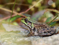 Green Frog - Lithobates clamitans *Note the leech on the frog<br />
<br />
Habitat: Pondside<br />
https://www.jungledragon.com/image/118098/green_frog_-_lithobates_clamitans.html Fall,Geotagged,Green frog,Lithobates,Lithobates clamitans,United States,frog