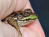 Green Frog - Lithobates clamitans I caught it to remove the leech seen in the photo below.<br />
<br />
Habitat: Pondside<br />
https://www.jungledragon.com/image/118097/green_frog_-_lithobates_clamitans.html Fall,Geotagged,Green frog,Lithobates clamitans,United States