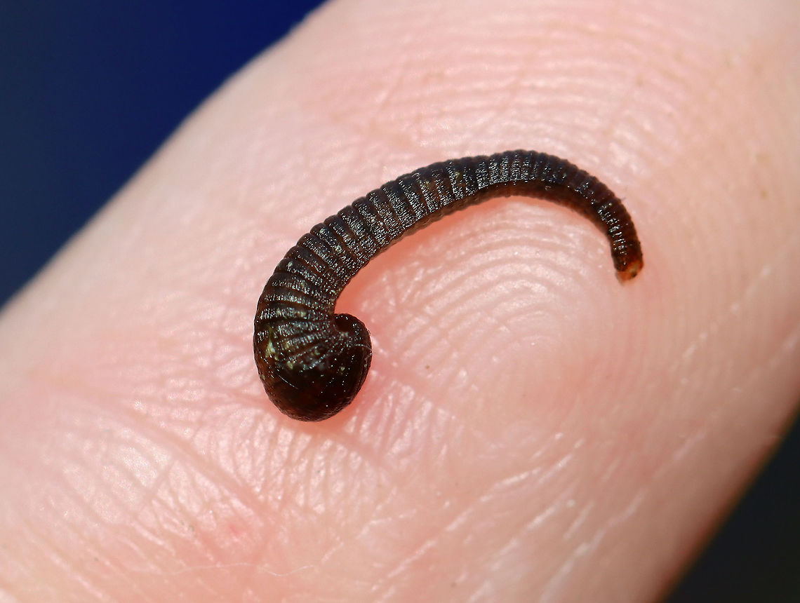 Freshwater Leech - Phylum Annelida, Class Clitellata, Subclass Hirudinea This cutie was insisting on attaching to my finger.<br />
<br />
Habitat: Small woodland pond Fall,Geotagged,Hirudinea,United States,annelida,clitellata,freshwater leech,leech