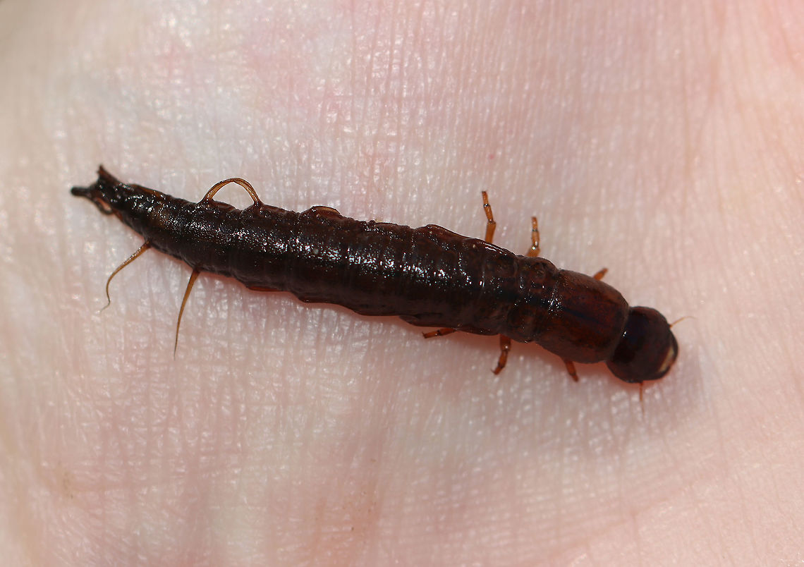 Hellgrammite (Dark Fishfly Larva) - Nigronia serricornis These beasties bite. I avoid handling them, but did so in this case to remove it from my net.<br />
<br />
Habitat: Small woodland pond Dark Fishfly,Fall,Geotagged,Hellgrammite,Nigronia,Nigronia serricornis,United States,dark fishfly larva,fishfly larva,larva