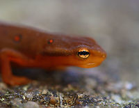 Eastern Newt - Notophthalmus viridescens Habitat: Mixed forest<br />
https://www.jungledragon.com/image/118102/eastern_newt_-_notophthalmus_viridescens.html Eastern newt,Fall,Geotagged,Notophthalmus,Notophthalmus viridescens,Salamander,United States,newt