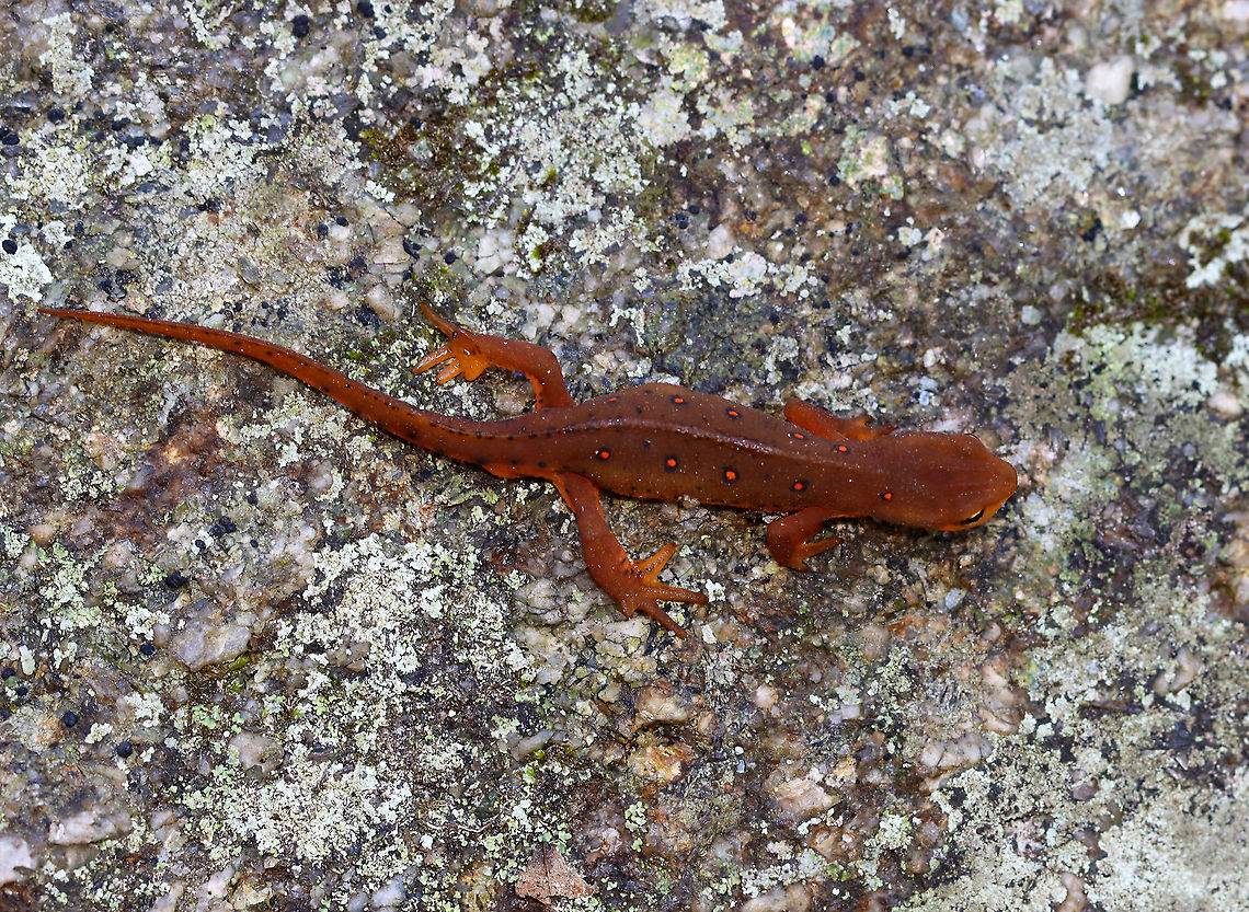 Eastern Newt - Notophthalmus viridescens Habitat: Mixed forest<br />
<figure class="photo"><a href="https://www.jungledragon.com/image/118101/eastern_newt_-_notophthalmus_viridescens.html" title="Eastern Newt - Notophthalmus viridescens"><img src="https://s3.amazonaws.com/media.jungledragon.com/images/3232/118101_thumb.jpg?AWSAccessKeyId=05GMT0V3GWVNE7GGM1R2&Expires=1769040010&Signature=z%2FbBIJr4VNV6ez2OGbJ%2FUC%2FcRsU%3D" width="200" height="156" alt="Eastern Newt - Notophthalmus viridescens Habitat: Mixed forest<br />
https://www.jungledragon.com/image/118102/eastern_newt_-_notophthalmus_viridescens.html Eastern newt,Fall,Geotagged,Notophthalmus,Notophthalmus viridescens,Salamander,United States,newt" /></a></figure> Eastern newt,Fall,Geotagged,Notophthalmus viridescens,United States