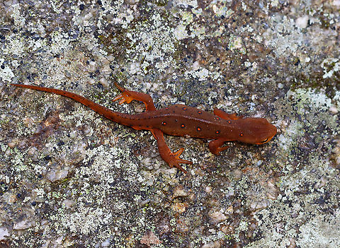 Eastern Newt - Notophthalmus viridescens Habitat: Mixed forest
https://www.jungledragon.com/image/118101/eastern_newt_-_notophthalmus_viridescens.html Eastern newt,Fall,Geotagged,Notophthalmus viridescens,United States