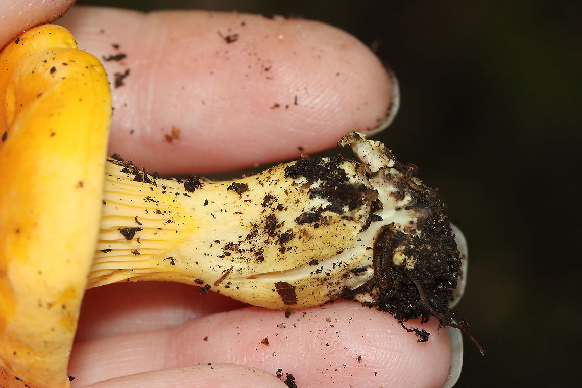 Chanterelle - Cantharellus sp. Habitat: Growing in a cluster on a mountainside; mixed forest<br />
<figure class="photo"><a href="https://www.jungledragon.com/image/118160/chanterelle_-_cantharellus_sp.html" title="Chanterelle - Cantharellus sp."><img src="https://s3.amazonaws.com/media.jungledragon.com/images/3232/118160_thumb.jpg?AWSAccessKeyId=05GMT0V3GWVNE7GGM1R2&Expires=1759968010&Signature=KQ8F97yJFh0EI2UbGWK%2Ff%2FzXgIY%3D" width="98" height="152" alt="Chanterelle - Cantharellus sp. Habitat: Growing in a cluster on a mountainside; mixed forest<br />
https://www.jungledragon.com/image/118160/chanterelle_-_cantharellus_sp.html<br />
https://www.jungledragon.com/image/118163/chanterelle_-_cantharellus_sp.html<br />
https://www.jungledragon.com/image/118162/chanterelle_-_cantharellus_sp.html<br />
https://www.jungledragon.com/image/118161/chanterelle_-_cantharellus_sp.html Cantharellus,Geotagged,Summer,United States,chanterelle,fungus,mushroom" /></a></figure><br />
<figure class="photo"><a href="https://www.jungledragon.com/image/118163/chanterelle_-_cantharellus_sp.html" title="Chanterelle - Cantharellus sp."><img src="https://s3.amazonaws.com/media.jungledragon.com/images/3232/118163_thumb.jpg?AWSAccessKeyId=05GMT0V3GWVNE7GGM1R2&Expires=1759968010&Signature=rg5MPLrRmLUGOy3PeIL09Sx7coA%3D" width="102" height="152" alt="Chanterelle - Cantharellus sp. Habitat: Growing in a cluster on a mountainside; mixed forest<br />
https://www.jungledragon.com/image/118160/chanterelle_-_cantharellus_sp.html<br />
https://www.jungledragon.com/image/118163/chanterelle_-_cantharellus_sp.html<br />
https://www.jungledragon.com/image/118162/chanterelle_-_cantharellus_sp.html<br />
https://www.jungledragon.com/image/118161/chanterelle_-_cantharellus_sp.html Geotagged,Summer,United States" /></a></figure><br />
<figure class="photo"><a href="https://www.jungledragon.com/image/118162/chanterelle_-_cantharellus_sp.html" title="Chanterelle - Cantharellus sp."><img src="https://s3.amazonaws.com/media.jungledragon.com/images/3232/118162_thumb.jpg?AWSAccessKeyId=05GMT0V3GWVNE7GGM1R2&Expires=1759968010&Signature=k%2Fwwey5McoAPqbWHANSmhxCn6Nk%3D" width="200" height="144" alt="Chanterelle - Cantharellus sp. Habitat: Growing in a cluster on a mountainside; mixed forest<br />
https://www.jungledragon.com/image/118160/chanterelle_-_cantharellus_sp.html<br />
https://www.jungledragon.com/image/118163/chanterelle_-_cantharellus_sp.html<br />
https://www.jungledragon.com/image/118162/chanterelle_-_cantharellus_sp.html<br />
https://www.jungledragon.com/image/118161/chanterelle_-_cantharellus_sp.html Geotagged,Summer,United States" /></a></figure><br />
<figure class="photo"><a href="https://www.jungledragon.com/image/118161/chanterelle_-_cantharellus_sp.html" title="Chanterelle - Cantharellus sp."><img src="https://s3.amazonaws.com/media.jungledragon.com/images/3232/118161_thumb.jpg?AWSAccessKeyId=05GMT0V3GWVNE7GGM1R2&Expires=1759968010&Signature=nEZTW6KAWSacxGe%2FVwNnomJofX4%3D" width="200" height="134" alt="Chanterelle - Cantharellus sp. Habitat: Growing in a cluster on a mountainside; mixed forest<br />
https://www.jungledragon.com/image/118160/chanterelle_-_cantharellus_sp.html<br />
https://www.jungledragon.com/image/118163/chanterelle_-_cantharellus_sp.html<br />
https://www.jungledragon.com/image/118162/chanterelle_-_cantharellus_sp.html<br />
https://www.jungledragon.com/image/118161/chanterelle_-_cantharellus_sp.html Geotagged,Summer,United States" /></a></figure> Geotagged,Summer,United States