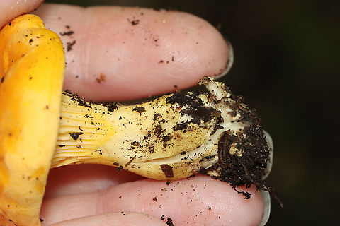 Chanterelle - Cantharellus sp. Habitat: Growing in a cluster on a mountainside; mixed forest
https://www.jungledragon.com/image/118160/chanterelle_-_cantharellus_sp.html
https://www.jungledragon.com/image/118163/chanterelle_-_cantharellus_sp.html
https://www.jungledragon.com/image/118162/chanterelle_-_cantharellus_sp.html
https://www.jungledragon.com/image/118161/chanterelle_-_cantharellus_sp.html Geotagged,Summer,United States