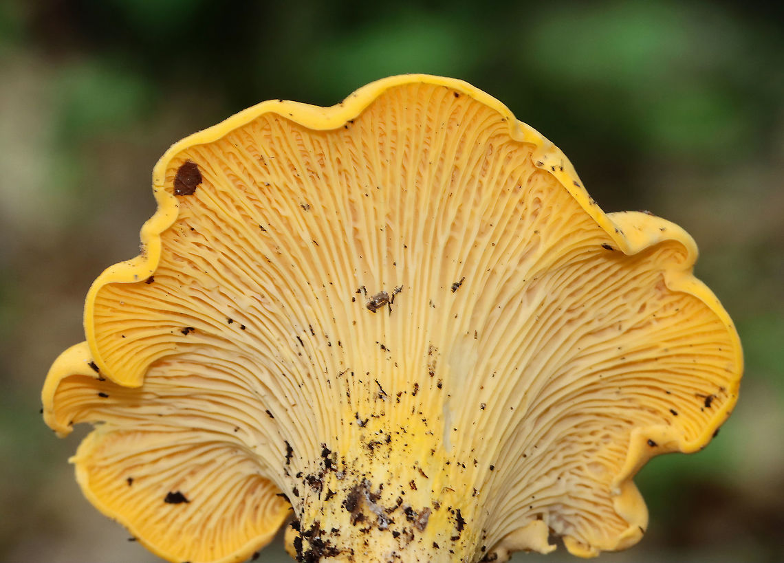 Chanterelle - Cantharellus sp. Habitat: Growing in a cluster on a mountainside; mixed forest<br />
<figure class="photo"><a href="https://www.jungledragon.com/image/118160/chanterelle_-_cantharellus_sp.html" title="Chanterelle - Cantharellus sp."><img src="https://s3.amazonaws.com/media.jungledragon.com/images/3232/118160_thumb.jpg?AWSAccessKeyId=05GMT0V3GWVNE7GGM1R2&Expires=1759968010&Signature=KQ8F97yJFh0EI2UbGWK%2Ff%2FzXgIY%3D" width="98" height="152" alt="Chanterelle - Cantharellus sp. Habitat: Growing in a cluster on a mountainside; mixed forest<br />
https://www.jungledragon.com/image/118160/chanterelle_-_cantharellus_sp.html<br />
https://www.jungledragon.com/image/118163/chanterelle_-_cantharellus_sp.html<br />
https://www.jungledragon.com/image/118162/chanterelle_-_cantharellus_sp.html<br />
https://www.jungledragon.com/image/118161/chanterelle_-_cantharellus_sp.html Cantharellus,Geotagged,Summer,United States,chanterelle,fungus,mushroom" /></a></figure><br />
<figure class="photo"><a href="https://www.jungledragon.com/image/118163/chanterelle_-_cantharellus_sp.html" title="Chanterelle - Cantharellus sp."><img src="https://s3.amazonaws.com/media.jungledragon.com/images/3232/118163_thumb.jpg?AWSAccessKeyId=05GMT0V3GWVNE7GGM1R2&Expires=1759968010&Signature=rg5MPLrRmLUGOy3PeIL09Sx7coA%3D" width="102" height="152" alt="Chanterelle - Cantharellus sp. Habitat: Growing in a cluster on a mountainside; mixed forest<br />
https://www.jungledragon.com/image/118160/chanterelle_-_cantharellus_sp.html<br />
https://www.jungledragon.com/image/118163/chanterelle_-_cantharellus_sp.html<br />
https://www.jungledragon.com/image/118162/chanterelle_-_cantharellus_sp.html<br />
https://www.jungledragon.com/image/118161/chanterelle_-_cantharellus_sp.html Geotagged,Summer,United States" /></a></figure><br />
<figure class="photo"><a href="https://www.jungledragon.com/image/118162/chanterelle_-_cantharellus_sp.html" title="Chanterelle - Cantharellus sp."><img src="https://s3.amazonaws.com/media.jungledragon.com/images/3232/118162_thumb.jpg?AWSAccessKeyId=05GMT0V3GWVNE7GGM1R2&Expires=1759968010&Signature=k%2Fwwey5McoAPqbWHANSmhxCn6Nk%3D" width="200" height="144" alt="Chanterelle - Cantharellus sp. Habitat: Growing in a cluster on a mountainside; mixed forest<br />
https://www.jungledragon.com/image/118160/chanterelle_-_cantharellus_sp.html<br />
https://www.jungledragon.com/image/118163/chanterelle_-_cantharellus_sp.html<br />
https://www.jungledragon.com/image/118162/chanterelle_-_cantharellus_sp.html<br />
https://www.jungledragon.com/image/118161/chanterelle_-_cantharellus_sp.html Geotagged,Summer,United States" /></a></figure><br />
<figure class="photo"><a href="https://www.jungledragon.com/image/118161/chanterelle_-_cantharellus_sp.html" title="Chanterelle - Cantharellus sp."><img src="https://s3.amazonaws.com/media.jungledragon.com/images/3232/118161_thumb.jpg?AWSAccessKeyId=05GMT0V3GWVNE7GGM1R2&Expires=1759968010&Signature=nEZTW6KAWSacxGe%2FVwNnomJofX4%3D" width="200" height="134" alt="Chanterelle - Cantharellus sp. Habitat: Growing in a cluster on a mountainside; mixed forest<br />
https://www.jungledragon.com/image/118160/chanterelle_-_cantharellus_sp.html<br />
https://www.jungledragon.com/image/118163/chanterelle_-_cantharellus_sp.html<br />
https://www.jungledragon.com/image/118162/chanterelle_-_cantharellus_sp.html<br />
https://www.jungledragon.com/image/118161/chanterelle_-_cantharellus_sp.html Geotagged,Summer,United States" /></a></figure> Geotagged,Summer,United States