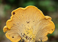Chanterelle - Cantharellus sp. Habitat: Growing in a cluster on a mountainside; mixed forest<br />
https://www.jungledragon.com/image/118160/chanterelle_-_cantharellus_sp.html<br />
https://www.jungledragon.com/image/118163/chanterelle_-_cantharellus_sp.html<br />
https://www.jungledragon.com/image/118162/chanterelle_-_cantharellus_sp.html<br />
https://www.jungledragon.com/image/118161/chanterelle_-_cantharellus_sp.html Geotagged,Summer,United States