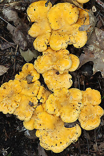 Chanterelle - Cantharellus sp. Habitat: Growing in a cluster on a mountainside; mixed forest
https://www.jungledragon.com/image/118160/chanterelle_-_cantharellus_sp.html
https://www.jungledragon.com/image/118163/chanterelle_-_cantharellus_sp.html
https://www.jungledragon.com/image/118162/chanterelle_-_cantharellus_sp.html
https://www.jungledragon.com/image/118161/chanterelle_-_cantharellus_sp.html Geotagged,Summer,United States