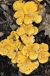 Chanterelle - Cantharellus sp. Habitat: Growing in a cluster on a mountainside; mixed forest<br />
https://www.jungledragon.com/image/118160/chanterelle_-_cantharellus_sp.html<br />
https://www.jungledragon.com/image/118163/chanterelle_-_cantharellus_sp.html<br />
https://www.jungledragon.com/image/118162/chanterelle_-_cantharellus_sp.html<br />
https://www.jungledragon.com/image/118161/chanterelle_-_cantharellus_sp.html Geotagged,Summer,United States