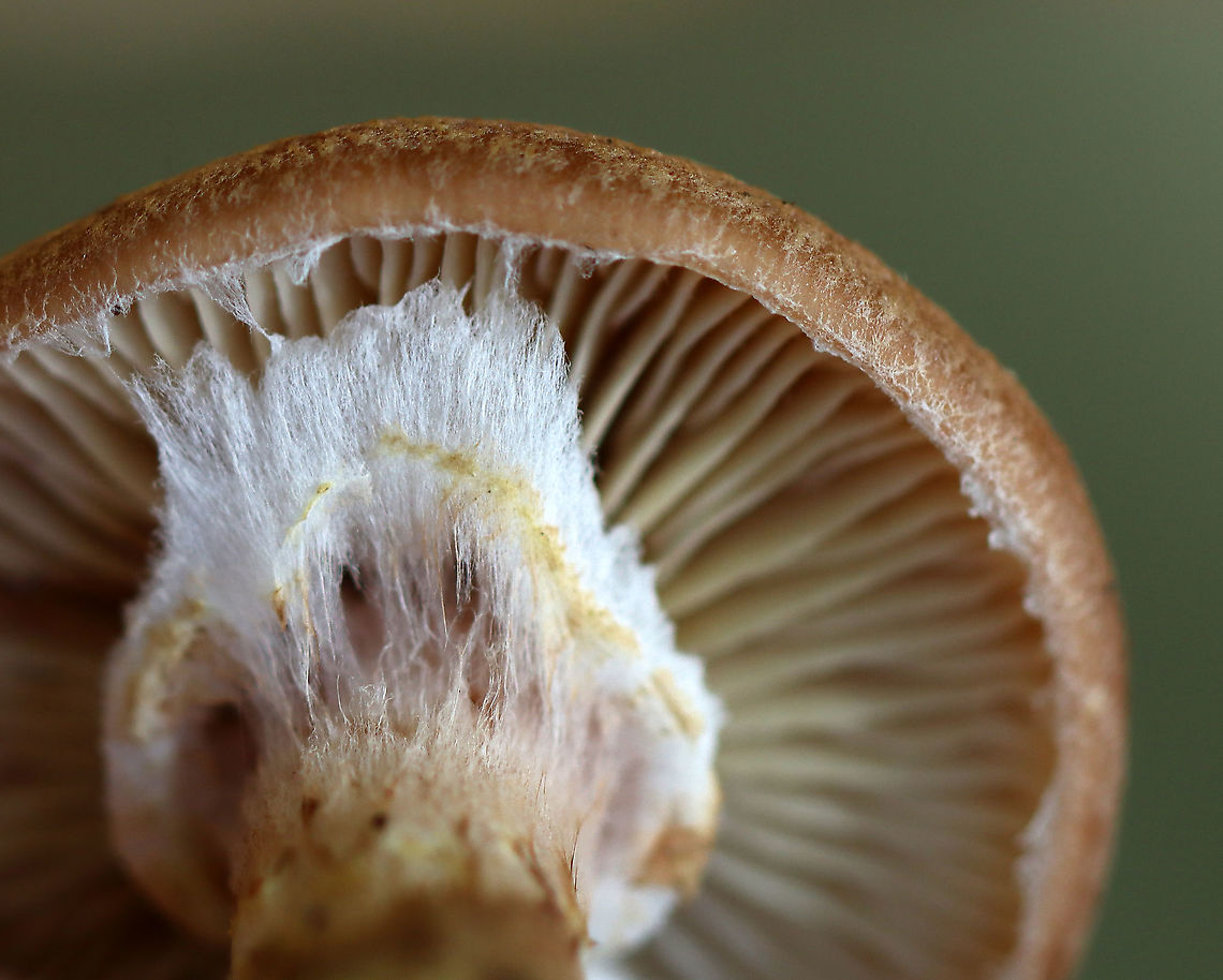 Humongous Fungus - Armillaria solidipes *Tentative ID<br />
<br />
This species is known to be one of the largest living organisms! Scientists have estimated a single specimen that was found in Oregon to be 2,400 years old, covering 3.4 square miles (2,200 acres; 8.8 km2)! So, it has been nicknamed the "Humongous Fungus". The fungus grows and spreads primarily underground. Hence, the organism is invisible above ground. In the autumn, it fruits mushrooms.<br />
<br />
Habitat: Deciduous forest<br />
<figure class="photo"><a href="https://www.jungledragon.com/image/118164/humongous_fungus_-_armillaria_solidipes.html" title="Humongous Fungus - Armillaria solidipes"><img src="https://s3.amazonaws.com/media.jungledragon.com/images/3232/118164_thumb.jpg?AWSAccessKeyId=05GMT0V3GWVNE7GGM1R2&Expires=1759968010&Signature=nVSoPLL7YzgVEJXzZE8S146zAmg%3D" width="200" height="162" alt="Humongous Fungus - Armillaria solidipes *Tentative ID<br />
<br />
This species is known to be one of the largest living organisms! Scientists have estimated a single specimen that was found in Oregon to be 2,400 years old, covering 3.4 square miles (2,200 acres; 8.8 km2)! So, it has been nicknamed the "Humongous Fungus". The fungus grows and spreads primarily underground. Hence, the organism is invisible above ground. In the autumn, it fruits mushrooms.<br />
<br />
Habitat: Deciduous forest<br />
https://www.jungledragon.com/image/118164/humongous_fungus_-_armillaria_solidipes.html<br />
https://www.jungledragon.com/image/118166/humongous_fungus_-_armillaria_solidipes.html<br />
https://www.jungledragon.com/image/118165/humongous_fungus_-_armillaria_solidipes.html Armillaria solidipes,Fall,Geotagged,United States" /></a></figure><br />
<figure class="photo"><a href="https://www.jungledragon.com/image/118166/humongous_fungus_-_armillaria_solidipes.html" title="Humongous Fungus - Armillaria solidipes"><img src="https://s3.amazonaws.com/media.jungledragon.com/images/3232/118166_thumb.jpg?AWSAccessKeyId=05GMT0V3GWVNE7GGM1R2&Expires=1759968010&Signature=RFIDuOKR4Je0gEqTJQ6v1cF%2Fy3g%3D" width="200" height="144" alt="Humongous Fungus - Armillaria solidipes *Tentative ID<br />
<br />
This species is known to be one of the largest living organisms! Scientists have estimated a single specimen that was found in Oregon to be 2,400 years old, covering 3.4 square miles (2,200 acres; 8.8 km2)! So, it has been nicknamed the "Humongous Fungus". The fungus grows and spreads primarily underground. Hence, the organism is invisible above ground. In the autumn, it fruits mushrooms.<br />
<br />
Habitat: Deciduous forest<br />
https://www.jungledragon.com/image/118164/humongous_fungus_-_armillaria_solidipes.html<br />
https://www.jungledragon.com/image/118166/humongous_fungus_-_armillaria_solidipes.html<br />
https://www.jungledragon.com/image/118165/humongous_fungus_-_armillaria_solidipes.html Agaricales,Armillaria,Armillaria solidipes,Fall,Geotagged,United States,fungus,mushroom" /></a></figure><br />
<figure class="photo"><a href="https://www.jungledragon.com/image/118165/humongous_fungus_-_armillaria_solidipes.html" title="Humongous Fungus - Armillaria solidipes"><img src="https://s3.amazonaws.com/media.jungledragon.com/images/3232/118165_thumb.jpg?AWSAccessKeyId=05GMT0V3GWVNE7GGM1R2&Expires=1759968010&Signature=O3A%2Fvnf7GKGfZ7r7btodvhrT9s4%3D" width="200" height="196" alt="Humongous Fungus - Armillaria solidipes *Tentative ID<br />
<br />
This species is known to be one of the largest living organisms! Scientists have estimated a single specimen that was found in Oregon to be 2,400 years old, covering 3.4 square miles (2,200 acres; 8.8 km2)! So, it has been nicknamed the "Humongous Fungus". The fungus grows and spreads primarily underground. Hence, the organism is invisible above ground. In the autumn, it fruits mushrooms.<br />
<br />
Habitat: Deciduous forest<br />
https://www.jungledragon.com/image/118164/humongous_fungus_-_armillaria_solidipes.html<br />
https://www.jungledragon.com/image/118166/humongous_fungus_-_armillaria_solidipes.html<br />
https://www.jungledragon.com/image/118165/humongous_fungus_-_armillaria_solidipes.html Armillaria solidipes,Fall,Geotagged,United States" /></a></figure> Armillaria solidipes,Fall,Geotagged,United States