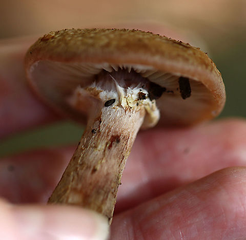 Humongous Fungus - Armillaria solidipes *Tentative ID

This species is known to be one of the largest living organisms! Scientists have estimated a single specimen that was found in Oregon to be 2,400 years old, covering 3.4 square miles (2,200 acres; 8.8 km2)! So, it has been nicknamed the "Humongous Fungus". The fungus grows and spreads primarily underground. Hence, the organism is invisible above ground. In the autumn, it fruits mushrooms.

Habitat: Deciduous forest
https://www.jungledragon.com/image/118164/humongous_fungus_-_armillaria_solidipes.html
https://www.jungledragon.com/image/118166/humongous_fungus_-_armillaria_solidipes.html
https://www.jungledragon.com/image/118165/humongous_fungus_-_armillaria_solidipes.html Armillaria solidipes,Fall,Geotagged,United States
