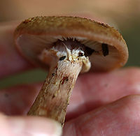 Humongous Fungus - Armillaria solidipes *Tentative ID<br />
<br />
This species is known to be one of the largest living organisms! Scientists have estimated a single specimen that was found in Oregon to be 2,400 years old, covering 3.4 square miles (2,200 acres; 8.8 km2)! So, it has been nicknamed the "Humongous Fungus". The fungus grows and spreads primarily underground. Hence, the organism is invisible above ground. In the autumn, it fruits mushrooms.<br />
<br />
Habitat: Deciduous forest<br />
https://www.jungledragon.com/image/118164/humongous_fungus_-_armillaria_solidipes.html<br />
https://www.jungledragon.com/image/118166/humongous_fungus_-_armillaria_solidipes.html<br />
https://www.jungledragon.com/image/118165/humongous_fungus_-_armillaria_solidipes.html Armillaria solidipes,Fall,Geotagged,United States