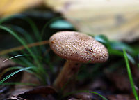Humongous Fungus - Armillaria solidipes *Tentative ID<br />
<br />
This species is known to be one of the largest living organisms! Scientists have estimated a single specimen that was found in Oregon to be 2,400 years old, covering 3.4 square miles (2,200 acres; 8.8 km2)! So, it has been nicknamed the "Humongous Fungus". The fungus grows and spreads primarily underground. Hence, the organism is invisible above ground. In the autumn, it fruits mushrooms.<br />
<br />
Habitat: Deciduous forest<br />
https://www.jungledragon.com/image/118164/humongous_fungus_-_armillaria_solidipes.html<br />
https://www.jungledragon.com/image/118166/humongous_fungus_-_armillaria_solidipes.html<br />
https://www.jungledragon.com/image/118165/humongous_fungus_-_armillaria_solidipes.html Agaricales,Armillaria,Armillaria solidipes,Fall,Geotagged,United States,fungus,mushroom