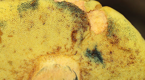 Mushroom - Boletales The flesh and pores immediately turned blue when marked/cut.

Habitat: Mixed forest; mountainside
https://www.jungledragon.com/image/118167/mushroom_-_boletales.html
https://www.jungledragon.com/image/118171/mushroom_-_boletales.html
https://www.jungledragon.com/image/118170/mushroom_-_boletales.html
https://www.jungledragon.com/image/118169/mushroom_-_boletales.html
https://www.jungledragon.com/image/118168/mushroom_-_boletales.html Geotagged,Summer,United States