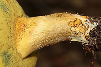 Mushroom - Boletales The flesh and pores immediately turned blue when marked/cut.<br />
<br />
Habitat: Mixed forest; mountainside<br />
https://www.jungledragon.com/image/118167/mushroom_-_boletales.html<br />
https://www.jungledragon.com/image/118171/mushroom_-_boletales.html<br />
https://www.jungledragon.com/image/118170/mushroom_-_boletales.html<br />
https://www.jungledragon.com/image/118169/mushroom_-_boletales.html<br />
https://www.jungledragon.com/image/118168/mushroom_-_boletales.html Geotagged,Summer,United States