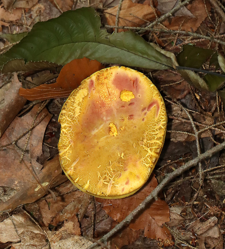 Mushroom - Boletales The flesh and pores immediately turned blue when marked/cut.<br />
<br />
Habitat: Mixed forest; mountainside<br />
<figure class="photo"><a href="https://www.jungledragon.com/image/118167/mushroom_-_boletales.html" title="Mushroom - Boletales"><img src="https://s3.amazonaws.com/media.jungledragon.com/images/3232/118167_thumb.jpg?AWSAccessKeyId=05GMT0V3GWVNE7GGM1R2&Expires=1763596810&Signature=SdmY7qwg421EO%2FKn1VX02JcBhzA%3D" width="200" height="112" alt="Mushroom - Boletales The flesh and pores immediately turned blue when marked/cut.<br />
<br />
Habitat: Mixed forest; mountainside<br />
https://www.jungledragon.com/image/118167/mushroom_-_boletales.html<br />
https://www.jungledragon.com/image/118171/mushroom_-_boletales.html<br />
https://www.jungledragon.com/image/118170/mushroom_-_boletales.html<br />
https://www.jungledragon.com/image/118169/mushroom_-_boletales.html<br />
https://www.jungledragon.com/image/118168/mushroom_-_boletales.html Geotagged,Summer,United States" /></a></figure><br />
<figure class="photo"><a href="https://www.jungledragon.com/image/118171/mushroom_-_boletales.html" title="Mushroom - Boletales"><img src="https://s3.amazonaws.com/media.jungledragon.com/images/3232/118171_thumb.jpg?AWSAccessKeyId=05GMT0V3GWVNE7GGM1R2&Expires=1763596810&Signature=4cNXYnOH1YCawYkTyeUjVLbYI8U%3D" width="116" height="152" alt="Mushroom - Boletales The flesh and pores immediately turned blue when marked/cut.<br />
<br />
Habitat: Mixed forest; mountainside<br />
https://www.jungledragon.com/image/118167/mushroom_-_boletales.html<br />
https://www.jungledragon.com/image/118171/mushroom_-_boletales.html<br />
https://www.jungledragon.com/image/118170/mushroom_-_boletales.html<br />
https://www.jungledragon.com/image/118169/mushroom_-_boletales.html<br />
https://www.jungledragon.com/image/118168/mushroom_-_boletales.html Geotagged,Summer,United States" /></a></figure><br />
<figure class="photo"><a href="https://www.jungledragon.com/image/118170/mushroom_-_boletales.html" title="Mushroom - Boletales"><img src="https://s3.amazonaws.com/media.jungledragon.com/images/3232/118170_thumb.jpg?AWSAccessKeyId=05GMT0V3GWVNE7GGM1R2&Expires=1763596810&Signature=lYMJfYaJejenmV%2BvwALp8SrszAs%3D" width="128" height="152" alt="Mushroom - Boletales The flesh and pores immediately turned blue when marked/cut.<br />
<br />
Habitat: Mixed forest; mountainside<br />
https://www.jungledragon.com/image/118167/mushroom_-_boletales.html<br />
https://www.jungledragon.com/image/118171/mushroom_-_boletales.html<br />
https://www.jungledragon.com/image/118170/mushroom_-_boletales.html<br />
https://www.jungledragon.com/image/118169/mushroom_-_boletales.html<br />
https://www.jungledragon.com/image/118168/mushroom_-_boletales.html Geotagged,Summer,United States" /></a></figure><br />
<figure class="photo"><a href="https://www.jungledragon.com/image/118169/mushroom_-_boletales.html" title="Mushroom - Boletales"><img src="https://s3.amazonaws.com/media.jungledragon.com/images/3232/118169_thumb.jpg?AWSAccessKeyId=05GMT0V3GWVNE7GGM1R2&Expires=1763596810&Signature=u32g1J22e9IUF9k7%2B%2Fd0Dk5pYn8%3D" width="138" height="152" alt="Mushroom - Boletales The flesh and pores immediately turned blue when marked/cut.<br />
<br />
Habitat: Mixed forest; mountainside<br />
https://www.jungledragon.com/image/118167/mushroom_-_boletales.html<br />
https://www.jungledragon.com/image/118171/mushroom_-_boletales.html<br />
https://www.jungledragon.com/image/118170/mushroom_-_boletales.html<br />
https://www.jungledragon.com/image/118169/mushroom_-_boletales.html<br />
https://www.jungledragon.com/image/118168/mushroom_-_boletales.html Boletales,Geotagged,Summer,United States,bolete,fungus,mushroom" /></a></figure><br />
<figure class="photo"><a href="https://www.jungledragon.com/image/118168/mushroom_-_boletales.html" title="Mushroom - Boletales"><img src="https://s3.amazonaws.com/media.jungledragon.com/images/3232/118168_thumb.jpg?AWSAccessKeyId=05GMT0V3GWVNE7GGM1R2&Expires=1763596810&Signature=1hN11IEmaY5RlAorUD1%2B8TT6pjw%3D" width="200" height="134" alt="Mushroom - Boletales The flesh and pores immediately turned blue when marked/cut.<br />
<br />
Habitat: Mixed forest; mountainside<br />
https://www.jungledragon.com/image/118167/mushroom_-_boletales.html<br />
https://www.jungledragon.com/image/118171/mushroom_-_boletales.html<br />
https://www.jungledragon.com/image/118170/mushroom_-_boletales.html<br />
https://www.jungledragon.com/image/118169/mushroom_-_boletales.html<br />
https://www.jungledragon.com/image/118168/mushroom_-_boletales.html Geotagged,Summer,United States" /></a></figure> Boletales,Geotagged,Summer,United States,bolete,fungus,mushroom