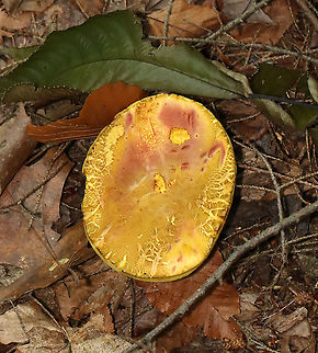 Mushroom - Boletales The flesh and pores immediately turned blue when marked/cut.

Habitat: Mixed forest; mountainside
https://www.jungledragon.com/image/118167/mushroom_-_boletales.html
https://www.jungledragon.com/image/118171/mushroom_-_boletales.html
https://www.jungledragon.com/image/118170/mushroom_-_boletales.html
https://www.jungledragon.com/image/118169/mushroom_-_boletales.html
https://www.jungledragon.com/image/118168/mushroom_-_boletales.html Boletales,Geotagged,Summer,United States,bolete,fungus,mushroom