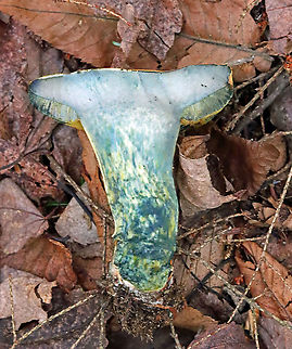 Mushroom - Boletales The flesh and pores immediately turned blue when marked/cut.
Habitat: Mixed forest; mountainside
https://www.jungledragon.com/image/118167/mushroom_-_boletales.html
https://www.jungledragon.com/image/118171/mushroom_-_boletales.html
https://www.jungledragon.com/image/118170/mushroom_-_boletales.html
https://www.jungledragon.com/image/118169/mushroom_-_boletales.html
https://www.jungledragon.com/image/118168/mushroom_-_boletales.html Geotagged,Summer,United States