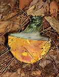Mushroom - Boletales The flesh and pores immediately turned blue when marked/cut.<br />
<br />
Habitat: Mixed forest; mountainside<br />
https://www.jungledragon.com/image/118167/mushroom_-_boletales.html<br />
https://www.jungledragon.com/image/118171/mushroom_-_boletales.html<br />
https://www.jungledragon.com/image/118170/mushroom_-_boletales.html<br />
https://www.jungledragon.com/image/118169/mushroom_-_boletales.html<br />
https://www.jungledragon.com/image/118168/mushroom_-_boletales.html Geotagged,Summer,United States
