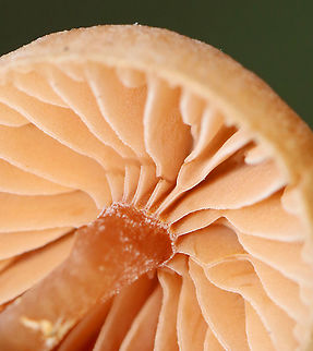 Mushroom - Agaricales, Laccaria laccata Habitat: Mixed forest; growing on the ground
https://www.jungledragon.com/image/118172/mushroom_-_agaricales.html
https://www.jungledragon.com/image/118174/mushroom_-_agaricales.html
https://www.jungledragon.com/image/118173/mushroom_-_agaricales.html Agaricales,Fall,Geotagged,Laccaria laccata,United States,Waxy laccaria,fungus,laccaria,mushroom