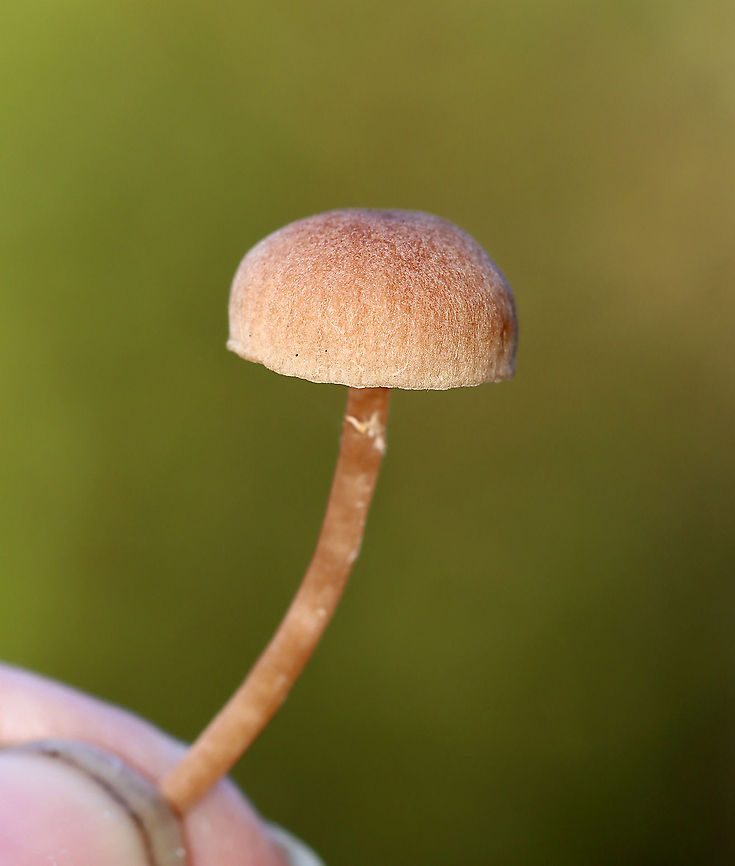 Mushroom - Agaricales, Laccaria laccata Habitat: Mixed forest; growing on the ground<br />
<figure class="photo"><a href="https://www.jungledragon.com/image/118172/mushroom_-_agaricales_laccaria_laccata.html" title="Mushroom - Agaricales, Laccaria laccata"><img src="https://s3.amazonaws.com/media.jungledragon.com/images/3232/118172_thumb.jpg?AWSAccessKeyId=05GMT0V3GWVNE7GGM1R2&Expires=1767225610&Signature=w69hqmcPv9ExGswtJMZTDClPPvo%3D" width="136" height="152" alt="Mushroom - Agaricales, Laccaria laccata Habitat: Mixed forest; growing on the ground<br />
https://www.jungledragon.com/image/118172/mushroom_-_agaricales.html<br />
https://www.jungledragon.com/image/118174/mushroom_-_agaricales.html<br />
https://www.jungledragon.com/image/118173/mushroom_-_agaricales.html Agaricales,Fall,Geotagged,Laccaria laccata,United States,Waxy laccaria,fungus,laccaria,mushroom" /></a></figure><br />
<figure class="photo"><a href="https://www.jungledragon.com/image/118174/mushroom_-_agaricales_laccaria_laccata.html" title="Mushroom - Agaricales, Laccaria laccata"><img src="https://s3.amazonaws.com/media.jungledragon.com/images/3232/118174_thumb.jpg?AWSAccessKeyId=05GMT0V3GWVNE7GGM1R2&Expires=1767225610&Signature=gKhrnyPg%2FKb3JoeKOh5cBPFa9lo%3D" width="200" height="160" alt="Mushroom - Agaricales, Laccaria laccata Habitat: Mixed forest; growing on the ground<br />
https://www.jungledragon.com/image/118172/mushroom_-_agaricales.html<br />
https://www.jungledragon.com/image/118174/mushroom_-_agaricales.html<br />
https://www.jungledragon.com/image/118173/mushroom_-_agaricales.html Fall,Geotagged,Laccaria laccata,United States,Waxy laccaria" /></a></figure><br />
<figure class="photo"><a href="https://www.jungledragon.com/image/118173/mushroom_-_agaricales_laccaria_laccata.html" title="Mushroom - Agaricales, Laccaria laccata"><img src="https://s3.amazonaws.com/media.jungledragon.com/images/3232/118173_thumb.jpg?AWSAccessKeyId=05GMT0V3GWVNE7GGM1R2&Expires=1767225610&Signature=JmgOV%2BztrXdvrT6gwLWCojMsfjs%3D" width="130" height="152" alt="Mushroom - Agaricales, Laccaria laccata Habitat: Mixed forest; growing on the ground<br />
https://www.jungledragon.com/image/118172/mushroom_-_agaricales.html<br />
https://www.jungledragon.com/image/118174/mushroom_-_agaricales.html<br />
https://www.jungledragon.com/image/118173/mushroom_-_agaricales.html Fall,Geotagged,Laccaria laccata,United States,Waxy laccaria" /></a></figure> Fall,Geotagged,Laccaria laccata,United States,Waxy laccaria