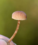 Mushroom - Agaricales, Laccaria laccata Habitat: Mixed forest; growing on the ground<br />
https://www.jungledragon.com/image/118172/mushroom_-_agaricales.html<br />
https://www.jungledragon.com/image/118174/mushroom_-_agaricales.html<br />
https://www.jungledragon.com/image/118173/mushroom_-_agaricales.html Fall,Geotagged,Laccaria laccata,United States,Waxy laccaria