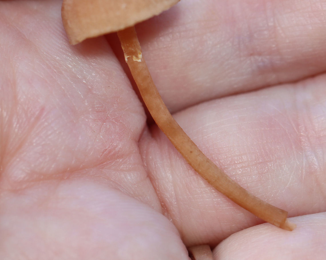 Mushroom - Agaricales, Laccaria laccata Habitat: Mixed forest; growing on the ground<br />
<figure class="photo"><a href="https://www.jungledragon.com/image/118172/mushroom_-_agaricales_laccaria_laccata.html" title="Mushroom - Agaricales, Laccaria laccata"><img src="https://s3.amazonaws.com/media.jungledragon.com/images/3232/118172_thumb.jpg?AWSAccessKeyId=05GMT0V3GWVNE7GGM1R2&Expires=1767225610&Signature=w69hqmcPv9ExGswtJMZTDClPPvo%3D" width="136" height="152" alt="Mushroom - Agaricales, Laccaria laccata Habitat: Mixed forest; growing on the ground<br />
https://www.jungledragon.com/image/118172/mushroom_-_agaricales.html<br />
https://www.jungledragon.com/image/118174/mushroom_-_agaricales.html<br />
https://www.jungledragon.com/image/118173/mushroom_-_agaricales.html Agaricales,Fall,Geotagged,Laccaria laccata,United States,Waxy laccaria,fungus,laccaria,mushroom" /></a></figure><br />
<figure class="photo"><a href="https://www.jungledragon.com/image/118174/mushroom_-_agaricales_laccaria_laccata.html" title="Mushroom - Agaricales, Laccaria laccata"><img src="https://s3.amazonaws.com/media.jungledragon.com/images/3232/118174_thumb.jpg?AWSAccessKeyId=05GMT0V3GWVNE7GGM1R2&Expires=1767225610&Signature=gKhrnyPg%2FKb3JoeKOh5cBPFa9lo%3D" width="200" height="160" alt="Mushroom - Agaricales, Laccaria laccata Habitat: Mixed forest; growing on the ground<br />
https://www.jungledragon.com/image/118172/mushroom_-_agaricales.html<br />
https://www.jungledragon.com/image/118174/mushroom_-_agaricales.html<br />
https://www.jungledragon.com/image/118173/mushroom_-_agaricales.html Fall,Geotagged,Laccaria laccata,United States,Waxy laccaria" /></a></figure><br />
<figure class="photo"><a href="https://www.jungledragon.com/image/118173/mushroom_-_agaricales_laccaria_laccata.html" title="Mushroom - Agaricales, Laccaria laccata"><img src="https://s3.amazonaws.com/media.jungledragon.com/images/3232/118173_thumb.jpg?AWSAccessKeyId=05GMT0V3GWVNE7GGM1R2&Expires=1767225610&Signature=JmgOV%2BztrXdvrT6gwLWCojMsfjs%3D" width="130" height="152" alt="Mushroom - Agaricales, Laccaria laccata Habitat: Mixed forest; growing on the ground<br />
https://www.jungledragon.com/image/118172/mushroom_-_agaricales.html<br />
https://www.jungledragon.com/image/118174/mushroom_-_agaricales.html<br />
https://www.jungledragon.com/image/118173/mushroom_-_agaricales.html Fall,Geotagged,Laccaria laccata,United States,Waxy laccaria" /></a></figure> Fall,Geotagged,Laccaria laccata,United States,Waxy laccaria