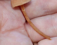 Mushroom - Agaricales, Laccaria laccata Habitat: Mixed forest; growing on the ground<br />
https://www.jungledragon.com/image/118172/mushroom_-_agaricales.html<br />
https://www.jungledragon.com/image/118174/mushroom_-_agaricales.html<br />
https://www.jungledragon.com/image/118173/mushroom_-_agaricales.html Fall,Geotagged,Laccaria laccata,United States,Waxy laccaria