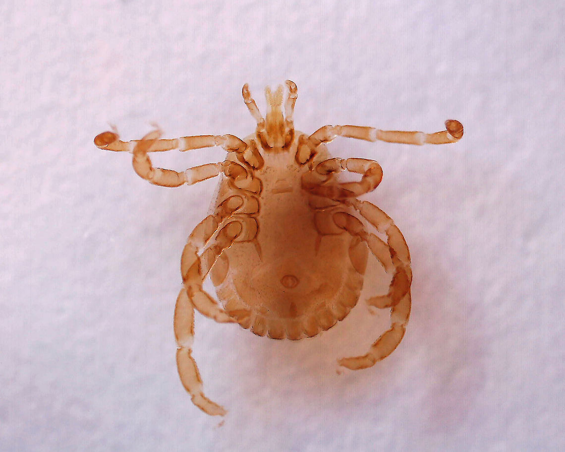 Lone Star Tick - Amblyomma americanum This species is widely distributed in the midwestern and eastern United States.  It is the primary vector of Ehrlichia chaffeensis, which causes human monocytic ehrlichiosis, and Ehrlichia ewingii, which causes human and canine granulocytic ehrlichiosis. It can also vector Tularemia and STARI. The pathogen that causes Lyme disease (Borrelia burgdorferi) has been isolated from lone star ticks sporadically, but it is unlikely to transmit the bacteria.<br />
<br />
*Microscope slide; w.m. Amblyomma,Amblyomma americanum,Northeastern water tick,ehrlichiosis,lone star tick,male tick,tick