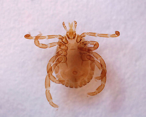 Lone Star Tick - Amblyomma americanum This species is widely distributed in the midwestern and eastern United States.  It is the primary vector of Ehrlichia chaffeensis, which causes human monocytic ehrlichiosis, and Ehrlichia ewingii, which causes human and canine granulocytic ehrlichiosis. It can also vector Tularemia and STARI. The pathogen that causes Lyme disease (Borrelia burgdorferi) has been isolated from lone star ticks sporadically, but it is unlikely to transmit the bacteria.

*Microscope slide; w.m. Amblyomma,Amblyomma americanum,Northeastern water tick,ehrlichiosis,lone star tick,male tick,tick